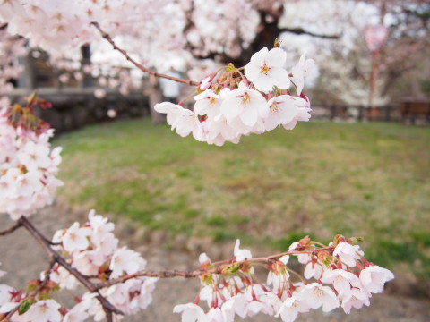 弘前公園桜*2015.04.19_b0147224_221359.jpg