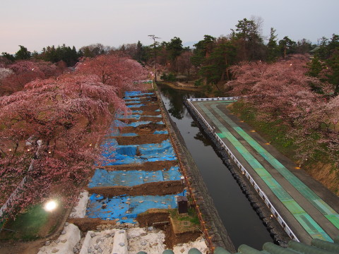 弘前公園桜*2015.04.19_b0147224_2233151.jpg