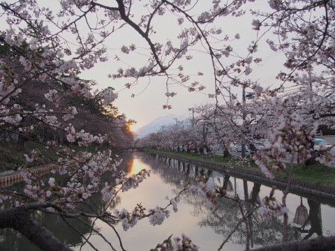 弘前公園桜*2015.04.19_b0147224_228021.jpg