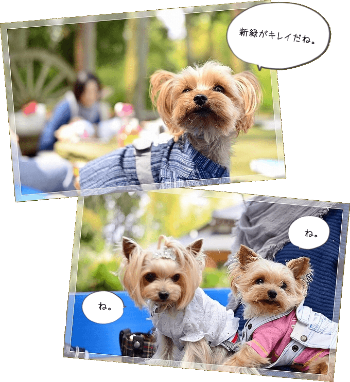 d0179828_08564180.png