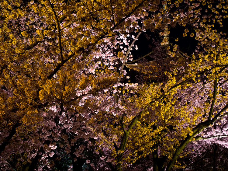 夜桜見物_f0129532_16570991.jpg