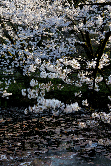 c0093046_18364899.gif
