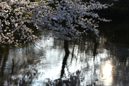 c0093046_1837256.gif
