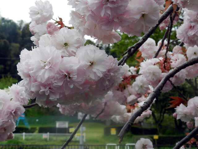 満開の八重桜～いたち川_e0043548_17301659.jpg