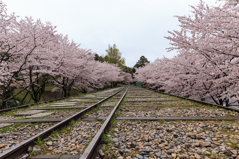 蹴上インクライン・桜並木_f0155048_0204341.jpg