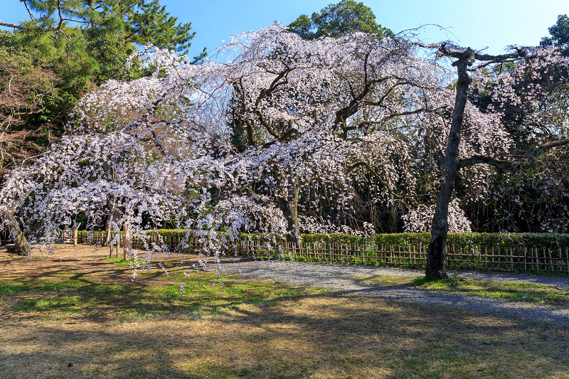 近衛邸跡のしだれ桜（京都御所）_f0155048_18395334.jpg