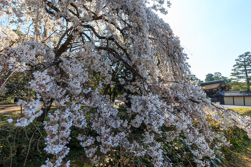 近衛邸跡のしだれ桜（京都御所）_f0155048_1845584.jpg
