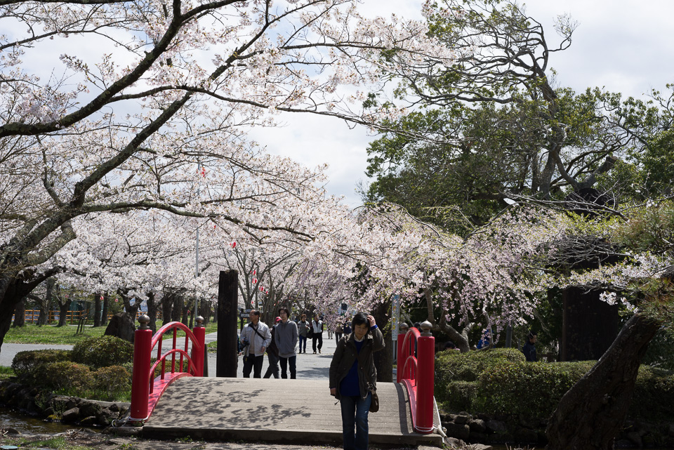 #2309 桜2015-涌谷・城山公園(1)_b0171150_7184782.jpg