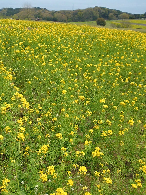 f0190950_1532408.jpg