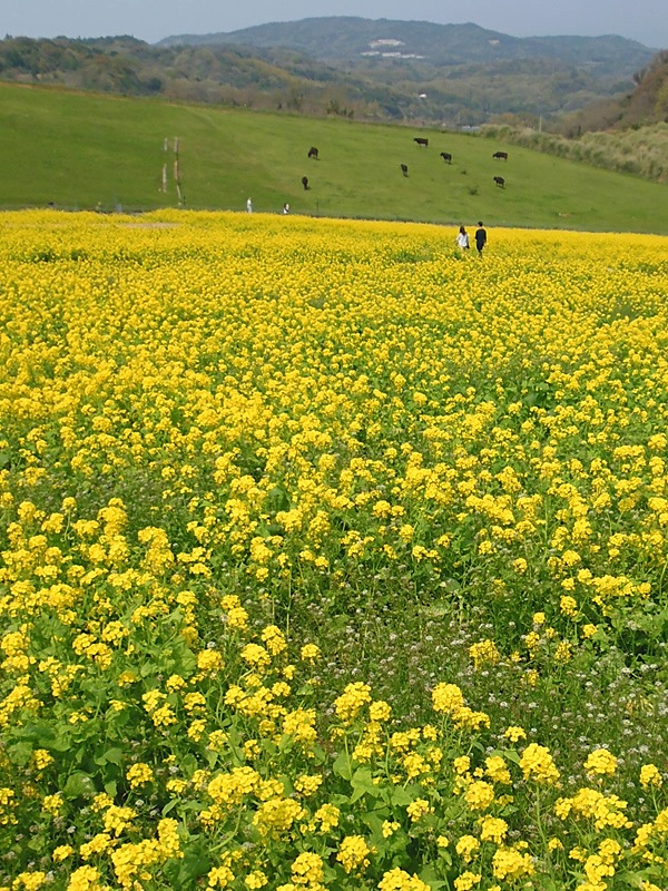 f0190950_17285754.jpg