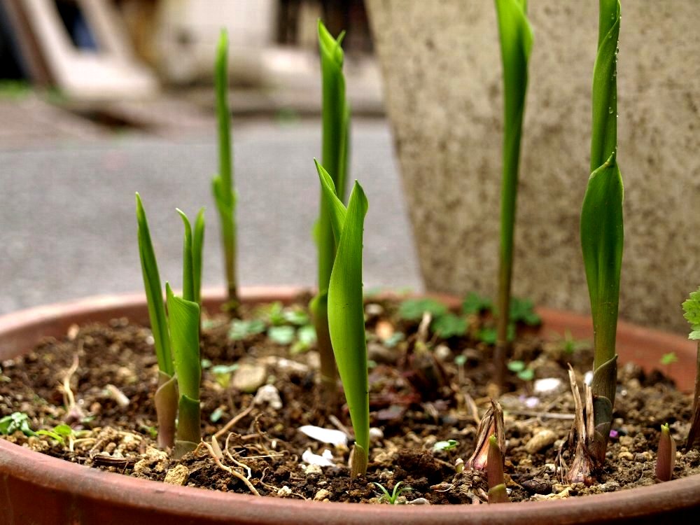 ☆スズランの芽☆_c0092953_14265664.jpg