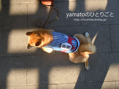 柴犬\"カエル足\"写真集　vol.5_a0286855_9101833.jpg