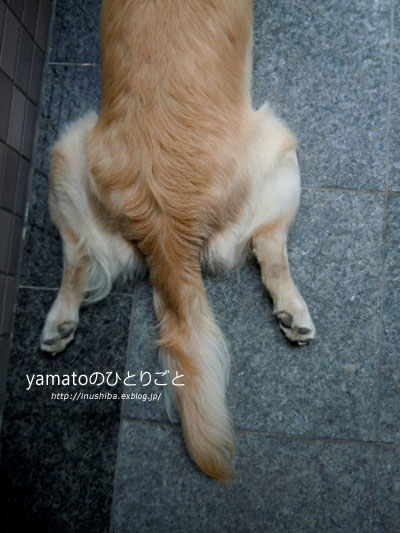 柴犬\"カエル足\"写真集　vol.5_a0286855_91093.jpg