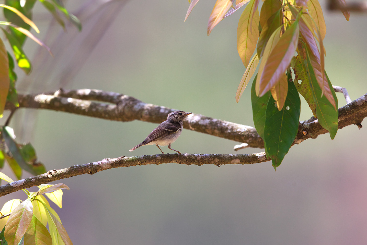 コサメビタキ　White-crested LaughingthrushAsian Brown Flycatcher_d0013455_1131843.jpg