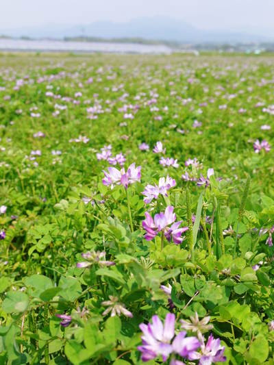砂田米 れんげの花が今年も順調に咲きました!七城町砂田のこだわりれんげ米ですよ!!_a0254656_18213979.jpg