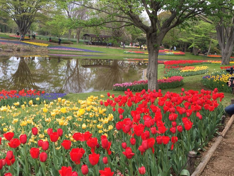 Flower Festival 2015＠昭和記念公園その①_c0089360_23143741.jpg