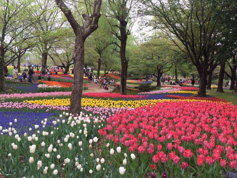 Flower Festival 2015＠昭和記念公園その①_c0089360_23144265.jpg