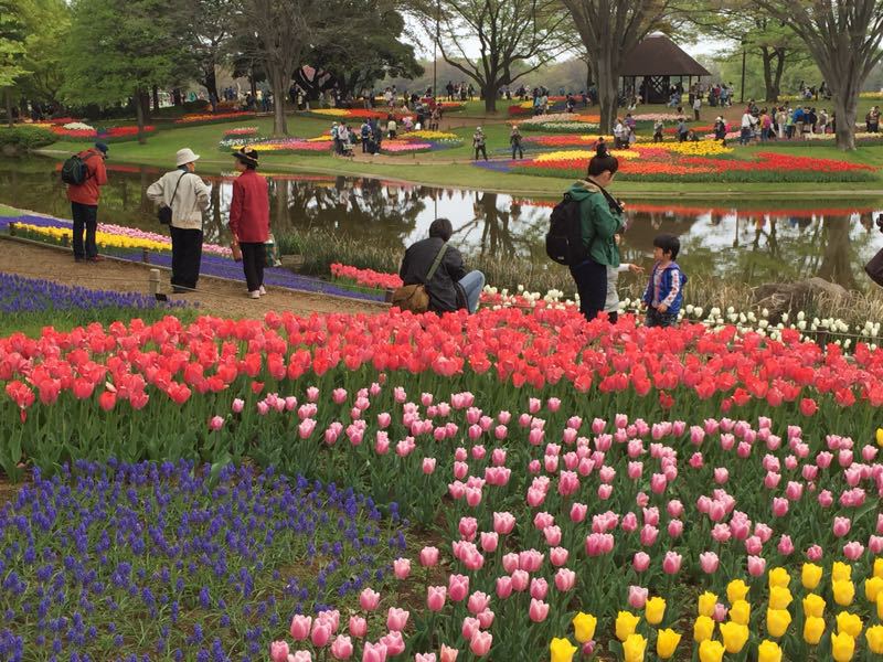 Flower Festival 2015＠昭和記念公園その①_c0089360_23144549.jpg