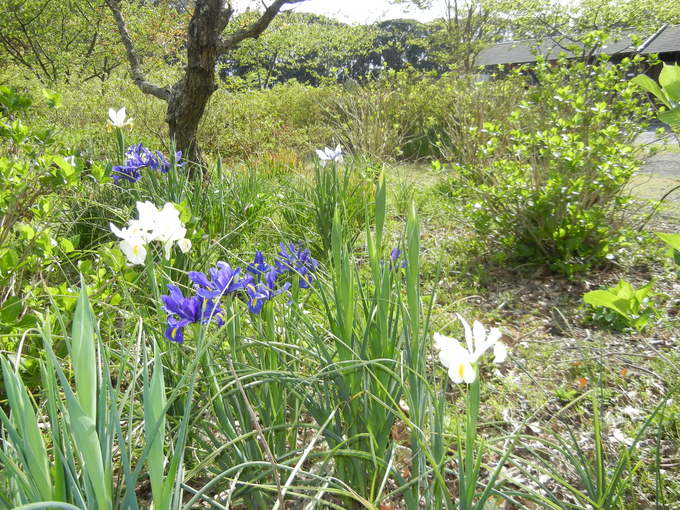 ’15,4,19(日)花野辺の里に行ってきたYO!_f0060461_9135128.jpg
