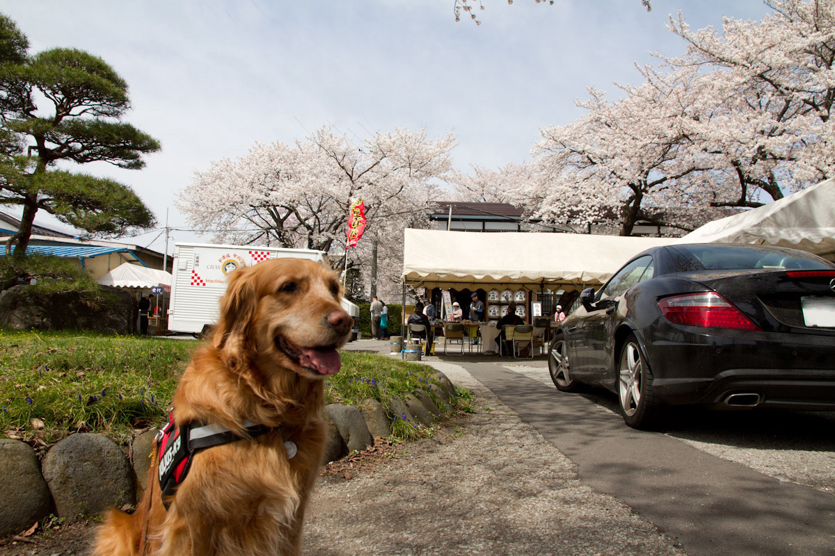 桜めぐり-2_c0134064_8334589.jpg