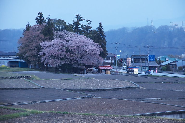 韮崎　王仁塚の桜（4月10日）_c0057265_2234255.jpg