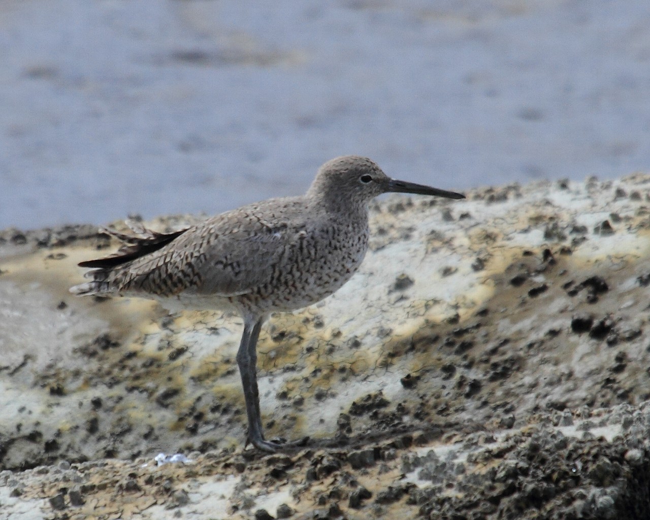 カリフォルニアで出逢った野鳥その２_f0105570_2163782.jpg