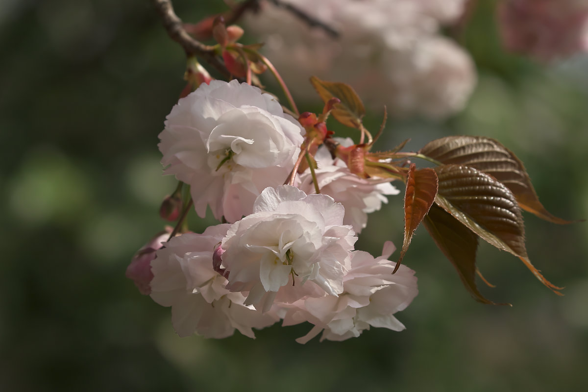 八重桜とオオルリ_d0125872_015342.jpg