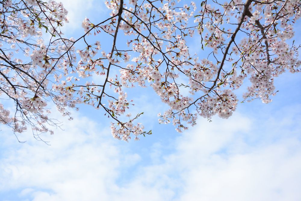 4/2 花見（桜）はしご　part2_c0367473_16574073.jpg