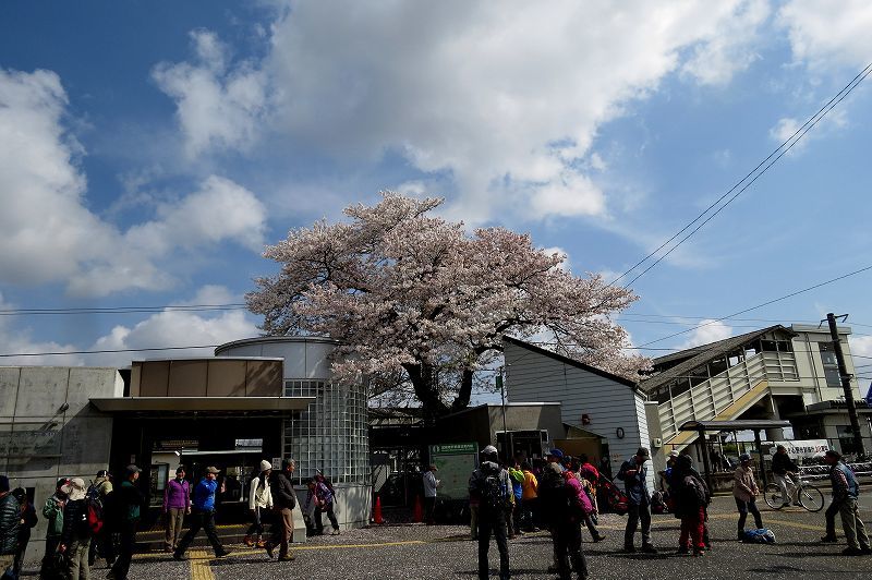 2015年4月12日　横沢入_c0313378_16323686.jpg