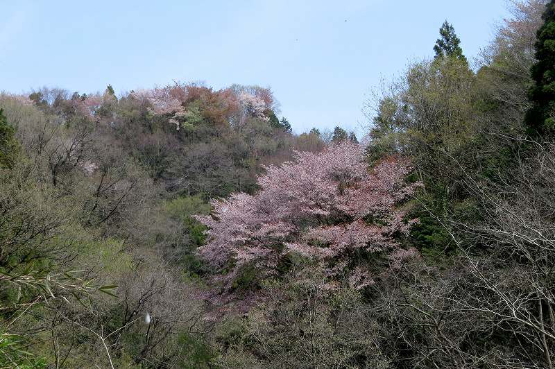 2015年4月12日　横沢入_c0313378_16435192.jpg