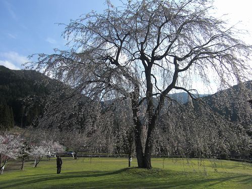 道の駅　「うすずみ桜の里」_b0194979_21113993.jpg