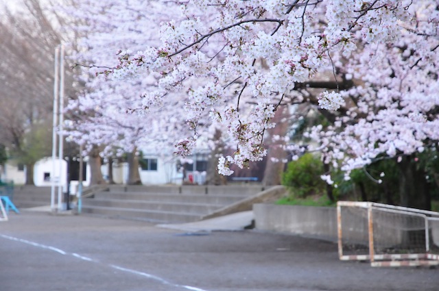 桜も終わり・・・_a0116088_1042470.jpg