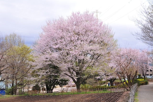 桜も終わり・・・_a0116088_10424850.jpg