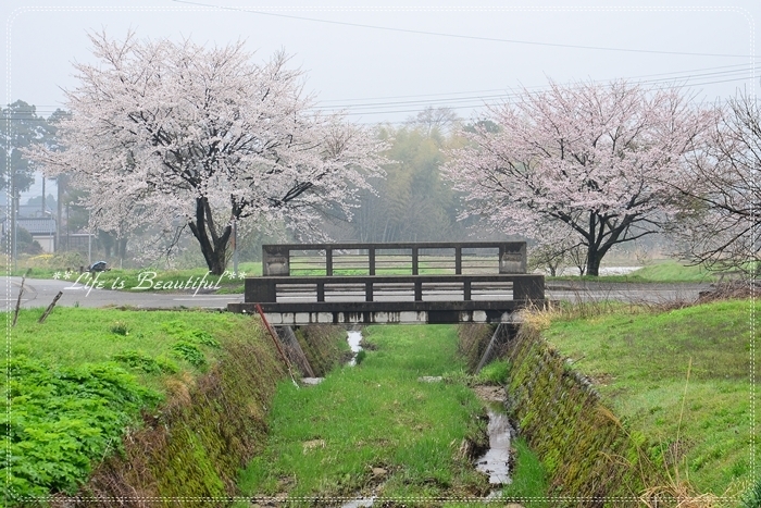 桜*　サクラ*  さくら*_c0156789_21073699.jpg