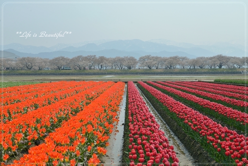 桜*　サクラ*  さくら*_c0156789_21093135.jpg