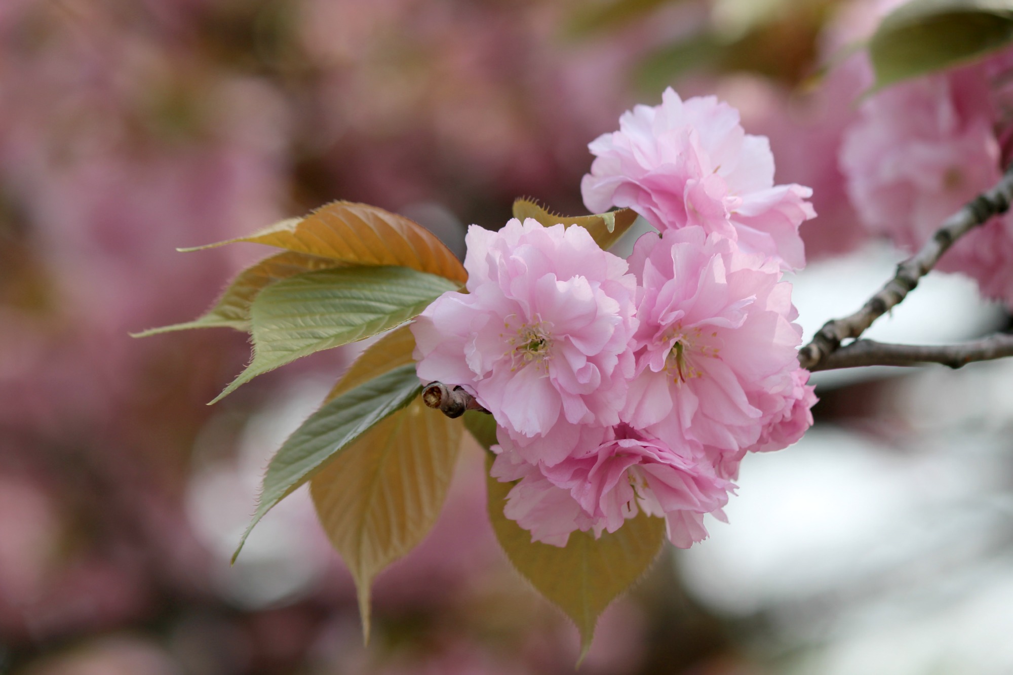 上野の遅咲き桜と野鳥_a0127090_212423.jpg