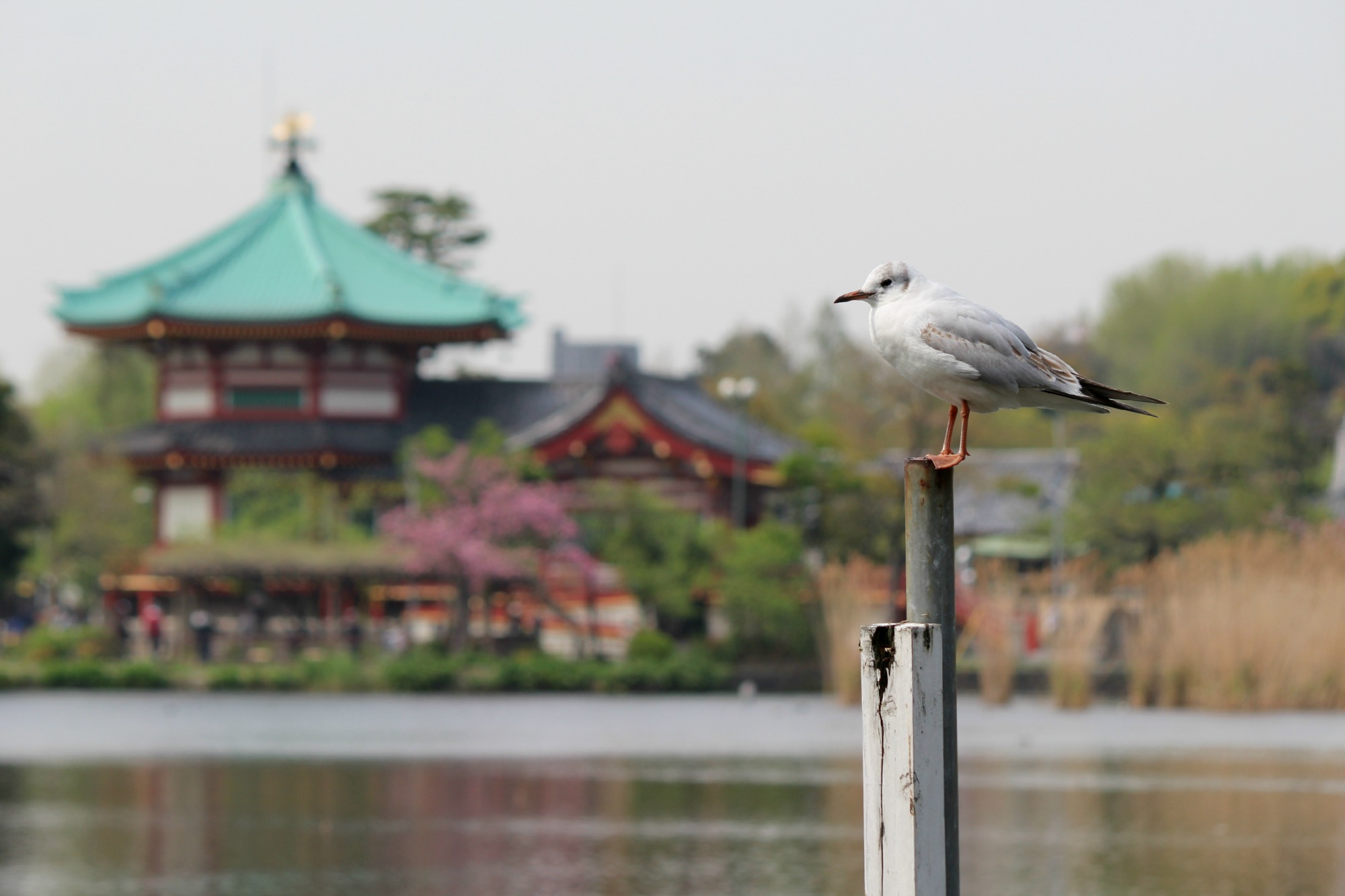 上野の遅咲き桜と野鳥_a0127090_21345066.jpg