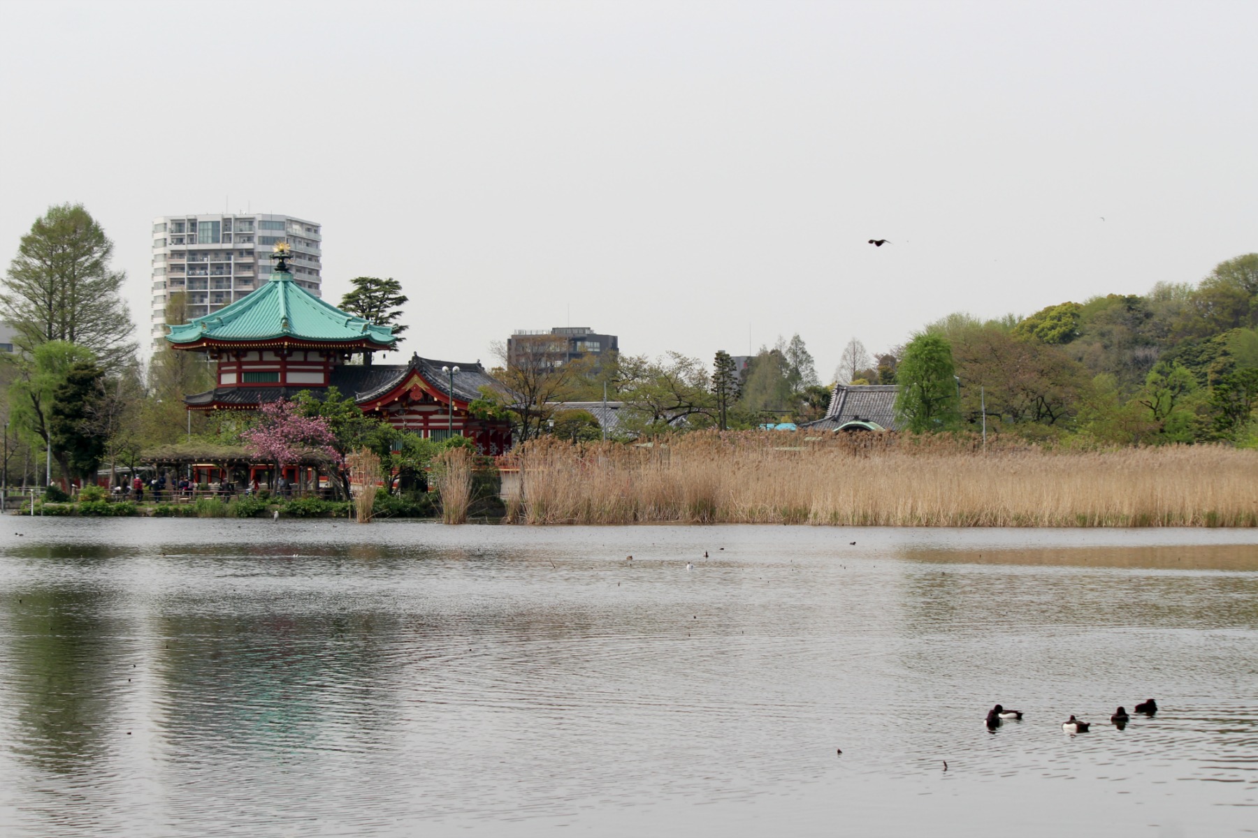 上野の遅咲き桜と野鳥_a0127090_2138183.jpg