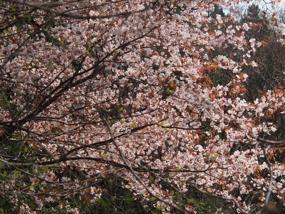 600m附近までｻｸﾗ満開@住吉川沿い 2015/04/16(木)晴(黄砂？白っぽい空) 単独_c0134193_12424859.jpg