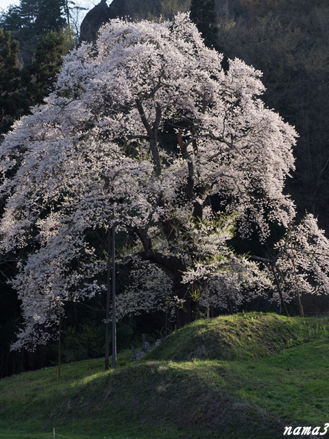 駒桜と弘法桜_f0224100_22183920.jpg