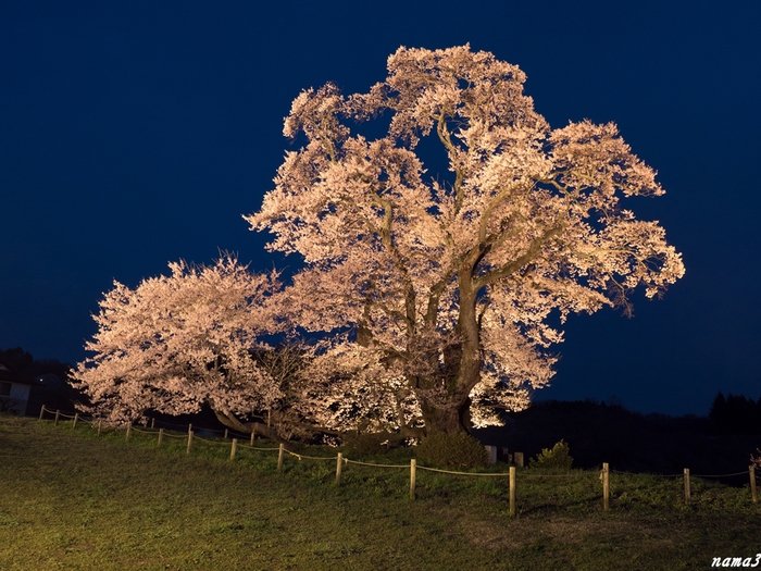 塩ノ崎の大桜_f0224100_751827.jpg