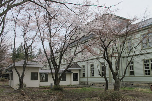 米沢キャンパスの桜、４月２０日（月）曇り　朝　（穀雨・初候）葦始めて生ず・・・２_c0075701_8464178.jpg