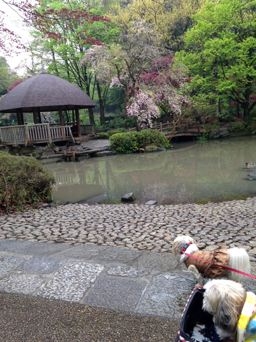 雨の森林公園_c0011204_18365588.jpg