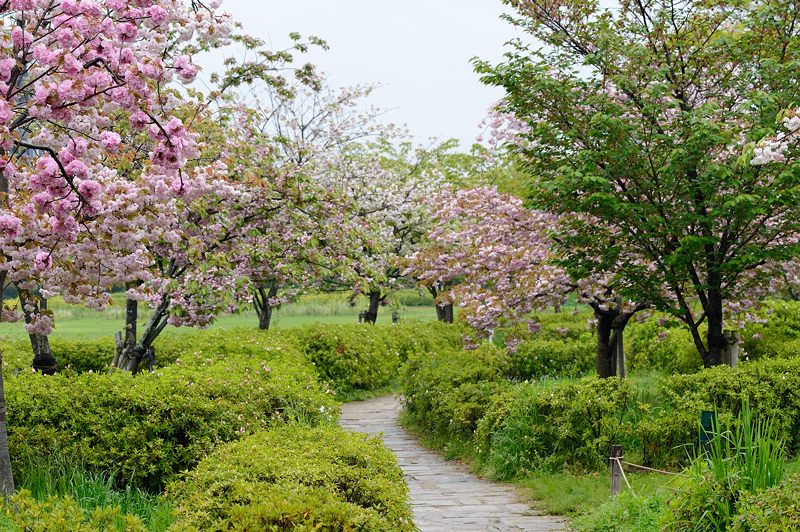 桜巡り・梅小路公園　最後の桜_f0032011_20153228.jpg