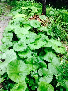 c0210612_10313266.jpg