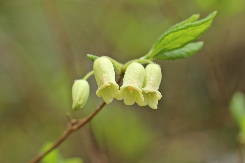 渓谷の花_c0344412_18361806.jpg