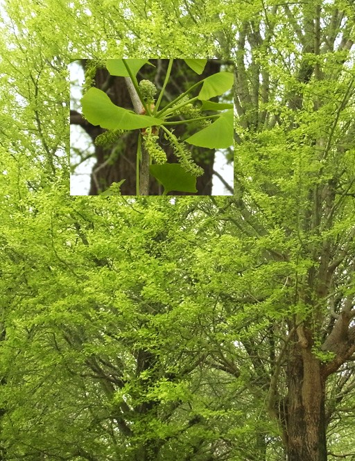 イチョウの雄花 樹木見て歩き