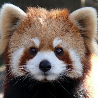 特選 癒し系動物たち 癒し画像 動画 特選 癒し系動物たち 癒し画像 動画