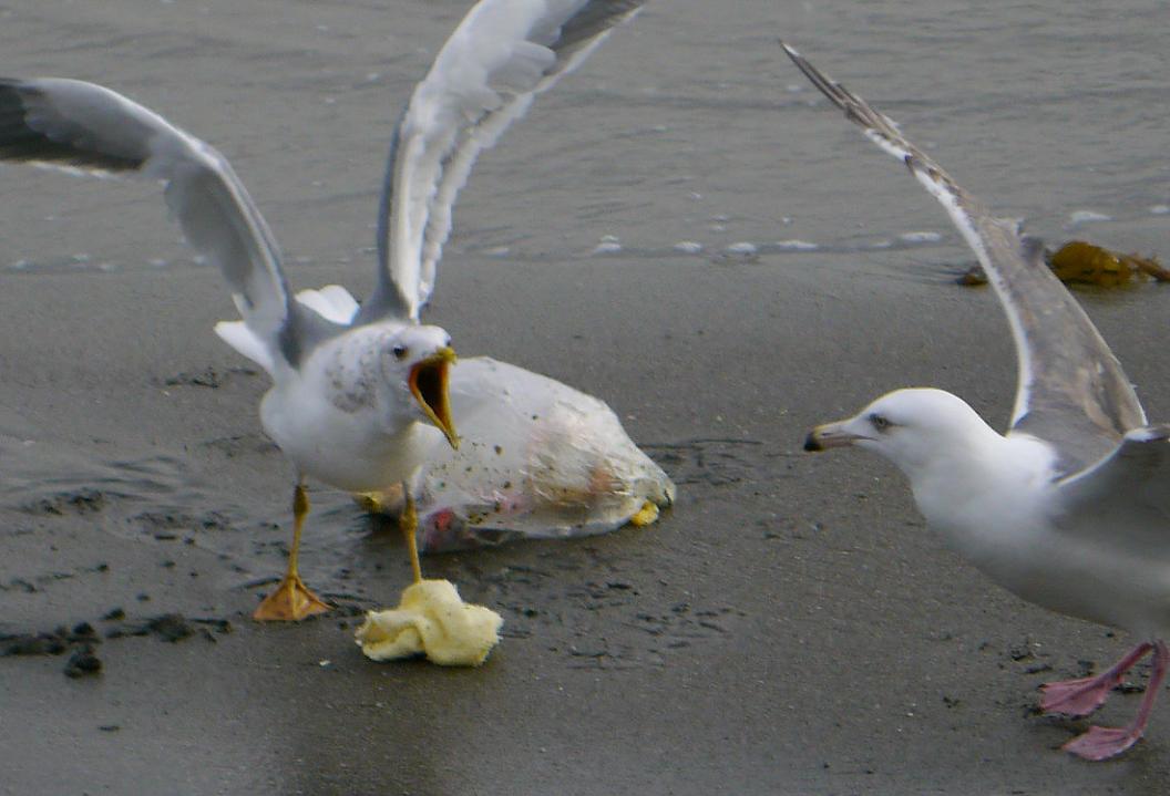 食 を め ぐ る バ ト ル　No.9_d0039021_18372072.jpg