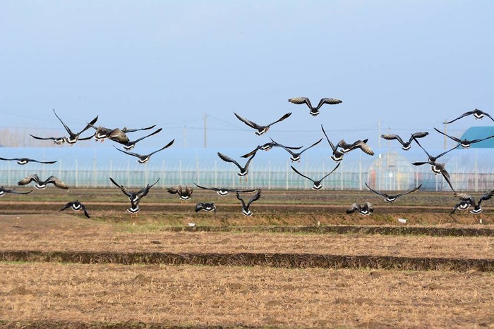 北の森からエゾリスと野鳥便り _d0098721_2030396.jpg